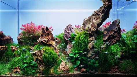 Small Planted Aquarium With DRAGON STONE 4K Cinematic YouTube