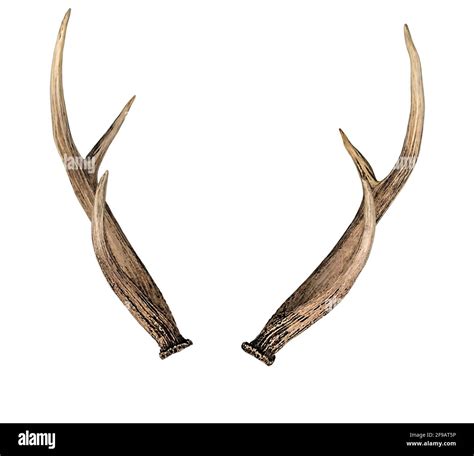 Deer Skull And Antlers Stock Image Of Wall Hunting 174167049 Atelier