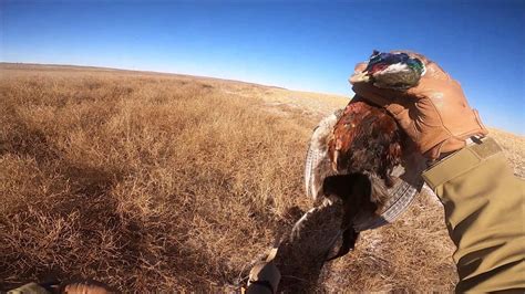 A Colorado Upland Hunt December 13 2020 Youtube