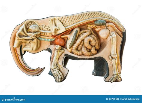 Skeleton elephant stock photo. Image of elephant, osseus - 63775586