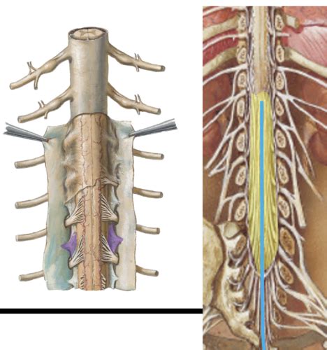 Spinal Nerves Flashcards Quizlet