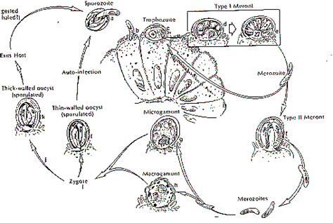 Cryptosporidium Parvum Life Cycle