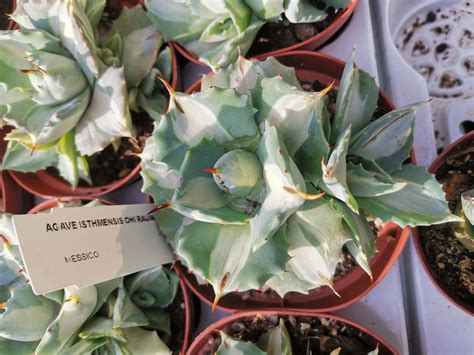 Agave Potatorum Isthmensis Cv Shoji Raijin Variegata Siracactus Cactus