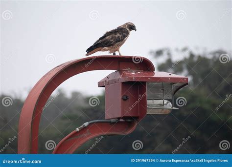 Juvenile Red Tailed Hawk Buteo Jamaicensis Perched On Red Lamp Stock