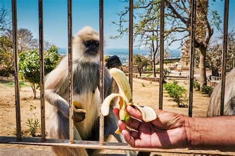 Premium Photo | A monkey eating banana