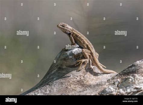 Courting Southwestern Fence Lizards Sceloporus Cowlesi Rio Grande