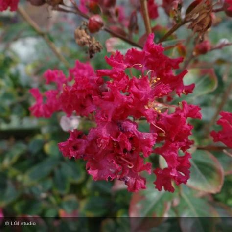 Lagerstroemia Indica Braise D T