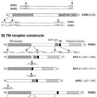 Schematic Representation Of Recombinant Protein Constructs A Ecd