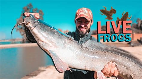 Catching The Biggest Catfish In The Dam LIVE FROGS YouTube