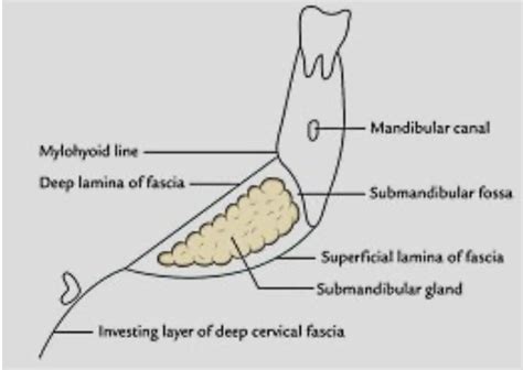 Head and Neck Anatomy: Submandibular Salivary Gland