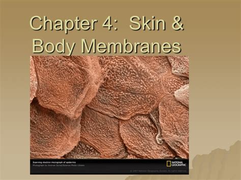 Chapter 5 Skin And Body Membranes