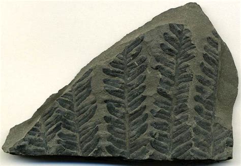 Carbonized fossil ferns on Pennsylvanian-aged, gray mudshale (10.6 cmacross).