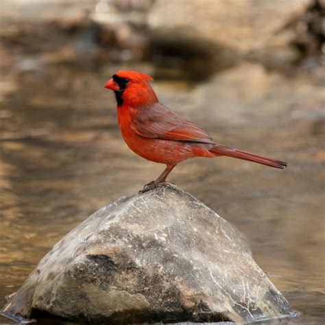 Cardinal Bird Photos, Download The BEST Free Cardinal Bird Stock Photos ...