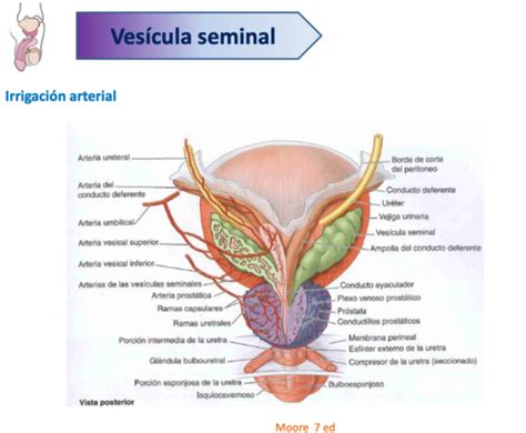 Irrigaci N De Las Iliacas Comunes Flashcards Quizlet