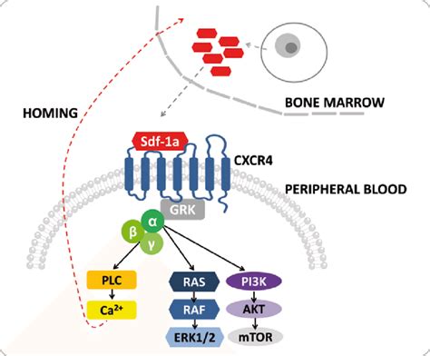 Cxcr Pathway