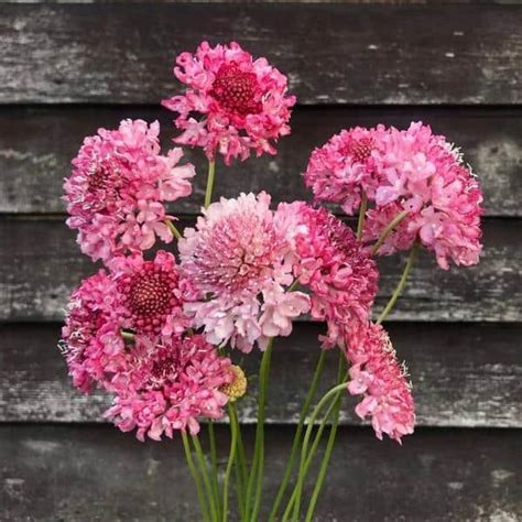 Rd Gszem Scabiosa Atropurpurea Salmon Queen Szem Adri