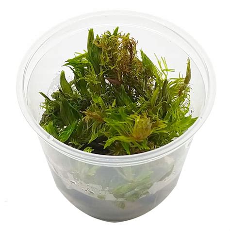 ROTALA SP VIETNAM IN VITRO KUBEK 5cm ROŚLINY 11788708516 oficjalne