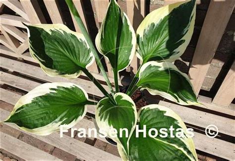 Hosta White Satellite Fransen Hostas