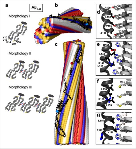 Structural Model Of Apoe Docked Onto A Fibril From Ad Vasculature