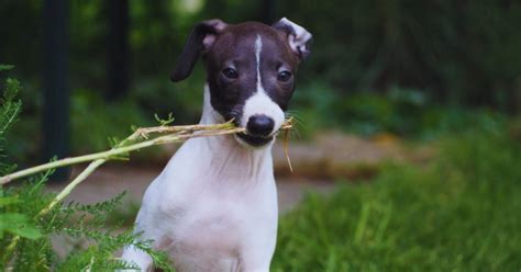 Hund Verstopfung Ursachen Symptome Und Heilmethoden Verstehen 2025