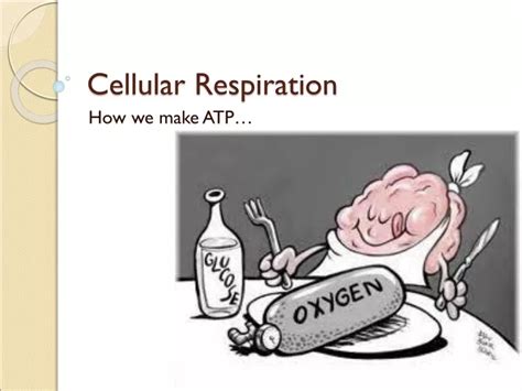 Ppt Cellular Respiration Powerpoint Presentation Free Download Id