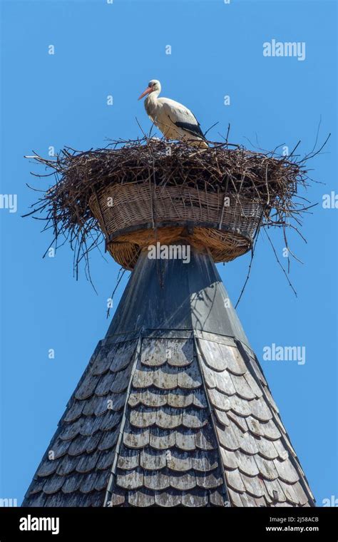 Alsace Emblem Bird Hi Res Stock Photography And Images Alamy