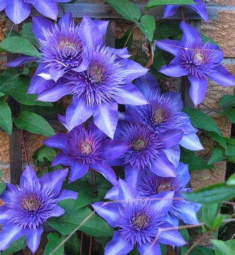 Clematis Multi Blue Double Blue Clematis Early Flowered Clematis