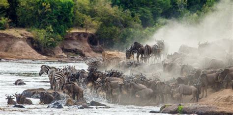 La Manada Grande Del ñu Está Sobre Mara River Gran Migración Kenia