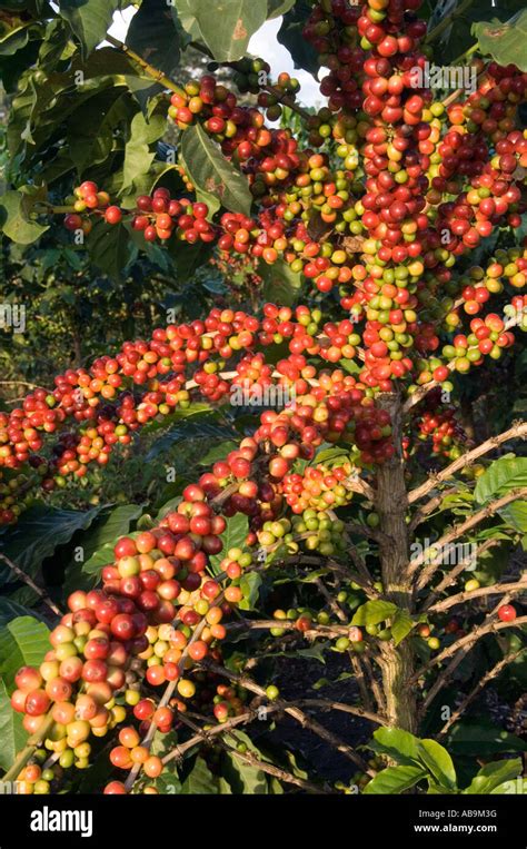 Árbol De Café Con Café De Bayas Rojas Maduras Listo Para Ser Cosechado