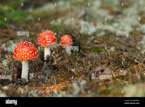 Psykoaktiivinen Hi Res Stock Photography And Images Alamy