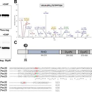 Expression Analysis Of Gfp Tagged Pex And Its Effect On The Growth Of