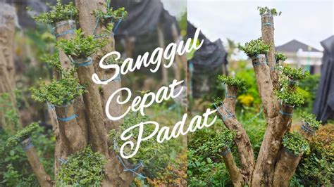 Gerak Dasar Pembentukan Sanggul Pada Bonsai Taman Wacang Agar Cepat