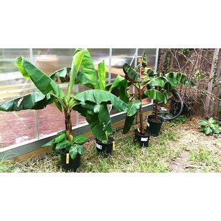 Buy Dwarf Rare Exotic Tissue Culture Musa Dark Red Banana Plant 1