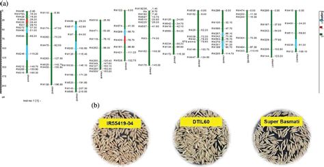 Phyton Free Full Text Introgression Of Drought Tolerance Into Elite