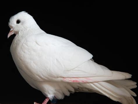 White Ringneck Doves For Sale ™