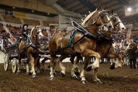 Belgian Draft Horse Info, Origin, History, Pictures