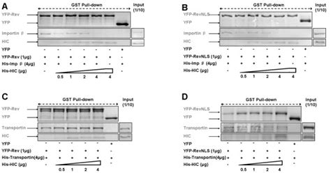 Hic Interferes With Hiv 1 Rev Molecular Recognition By Importin β In