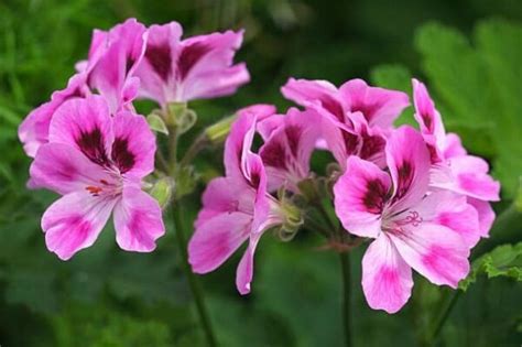 Plante Anti Mouche La Liste Des Plantes Les Plus Efficaces