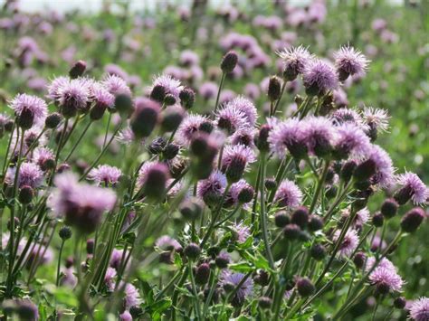 The Alien Invasion Protecting Albertas Native Plants From The Ever