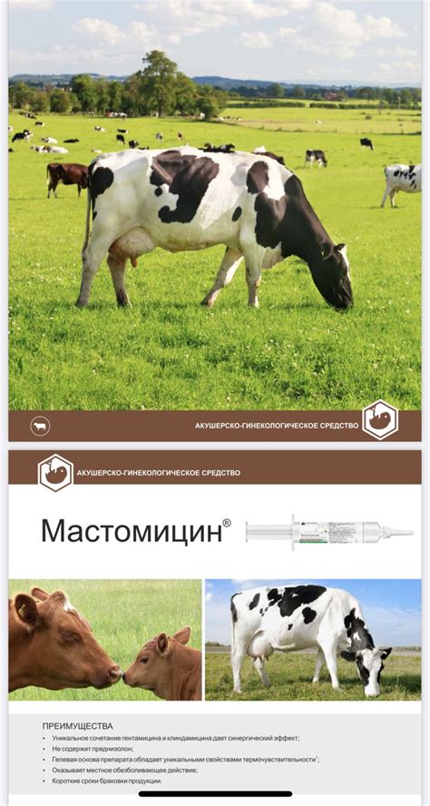 Мастомицин 10 мл шприц-гель от мастита (гентамицин+клиндамицин+лидокаин ...