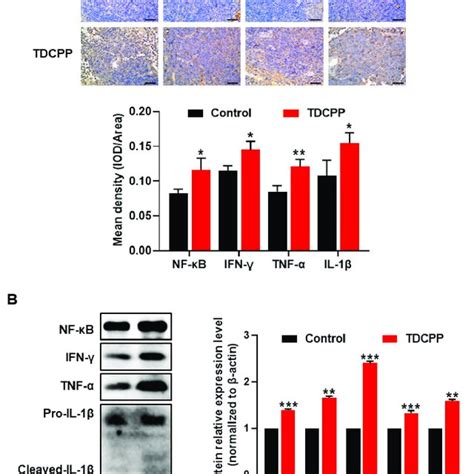 Exposure To TDCPP Activated The NF KB Pathway And Induced Inflammation