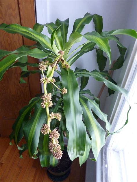 When a Corn Plant Blooms