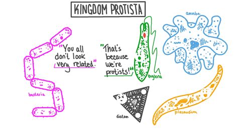 Kingdom Protista Examples