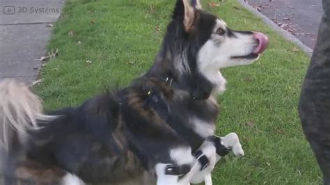 Video Il Cane Torna A Camminare Grazie Alle Protesi 3D Fem