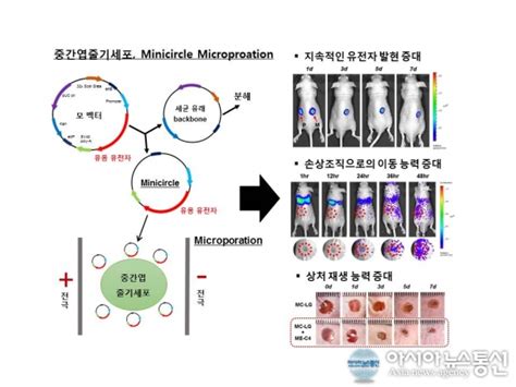 국내연구진 안전성 높은 유전자 전달기술 개발