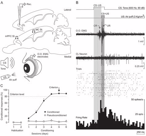 Classical Eyeblink Conditioning Using A Delay Paradigm A In Addition