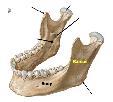 Pterygoid Fovea