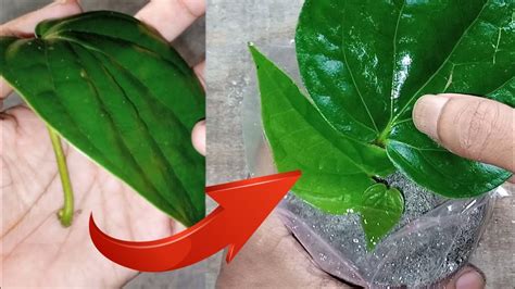 How To Grow Betel Leaf Plant From Leaf Betel Leaf Plant Youtube