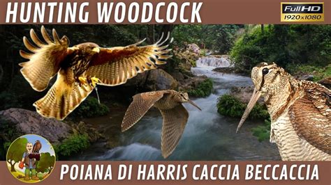 Poiana Di Harris Caccia Alla Beccaccia Harris Hawk Hunting Woodcock Youtube