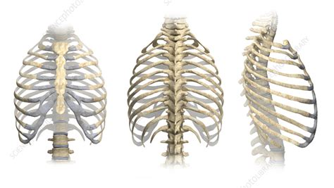 Ribcage Illustration Stock Image C059 9970 Science Photo Library